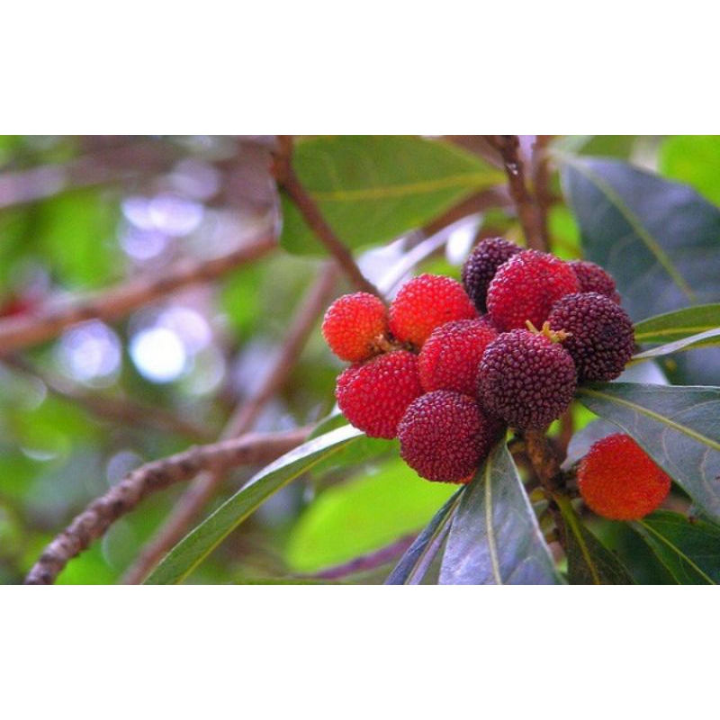 CÂY THANH MAI GHÉP CAO 40-45CM  QUẢ NGỌT