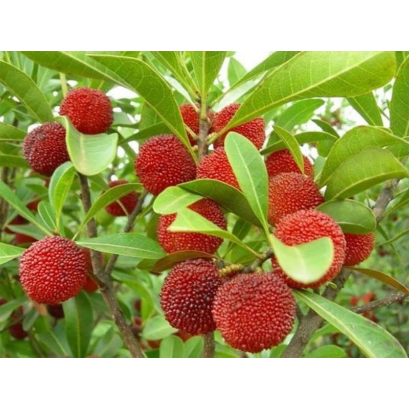 CÂY THANH MAI GHÉP CAO 40-45CM  QUẢ NGỌT