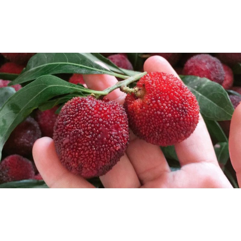 CÂY THANH MAI GHÉP CAO 40-45CM  QUẢ NGỌT