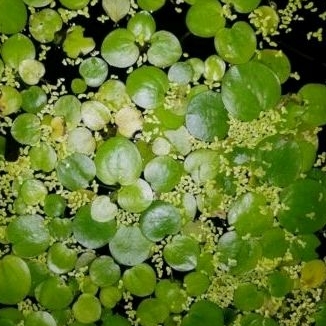 Bèo nhật thủy sinh