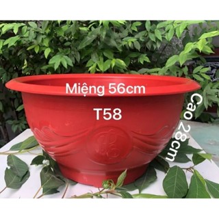 Chậu T58 trồng cây, sen súng kt miệng 56cmx 28cm ( lòng chậu 50cm)