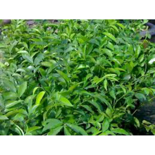 Cây mắc mật ăn lá( CÂY GIỐNG ĐỨC MẠNH)