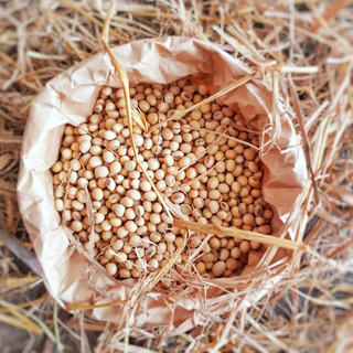 500gr Đậu nành quê hạt nhỏ ( đậu quê làm sữa đậu nành, làm đậu hũ, ngũ cốc)