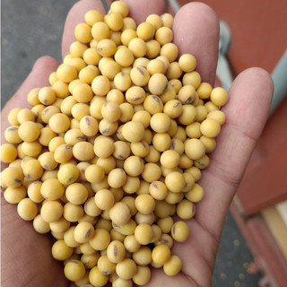 500gr Đậu nành quê hạt nhỏ ( đậu quê làm sữa đậu nành, làm đậu hũ, ngũ cốc)