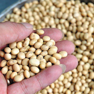 1kg Đậu nành quê hạt nhỏ ( đậu quê để ủ mầm, làm sữa đậu nành, làm đậu hũ, ngũ cốc)