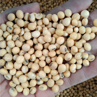 Combo 2kg Đậu nành quê hạt nhỏ ( đậu quê làm sữa đậu nành, làm đậu hũ, ngũ cốc)
