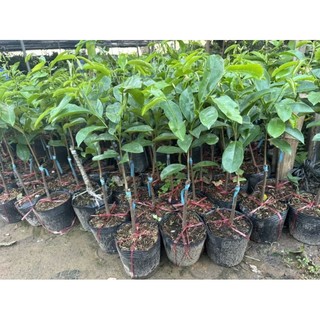 Mãng cầu xiêm thái cây cao 50-60cm