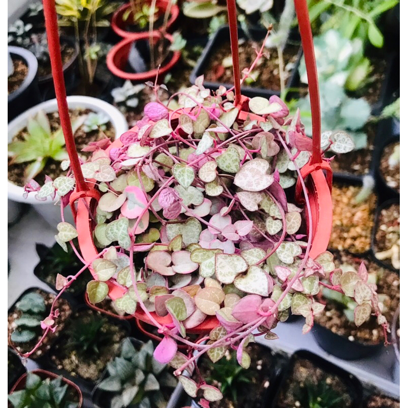 String of heart/Ceropegia woodii - Cây lá tim size chậu 10cm tặng kèm chậu+dây treo