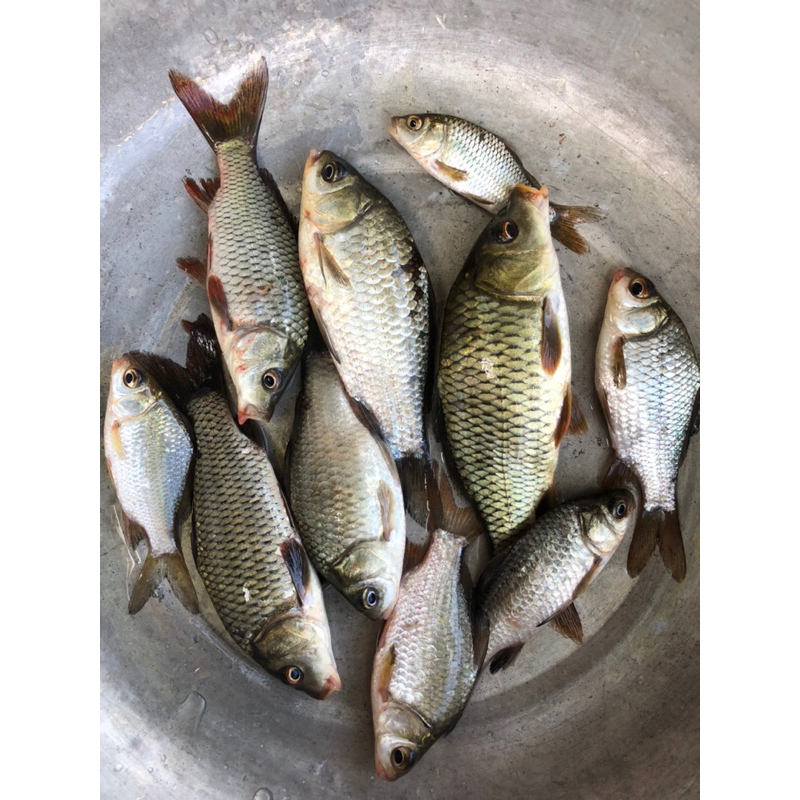 Mồi câu Tiến Luffy số 3: cá Diếc túi 1kg