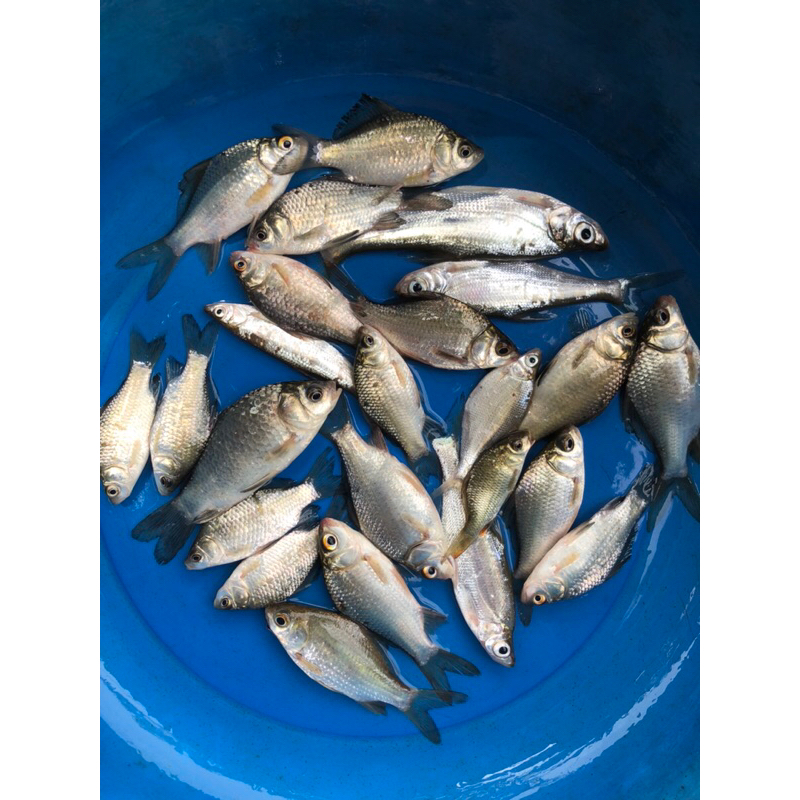 Mồi câu Tiến Luffy số 3: cá Diếc túi 1kg