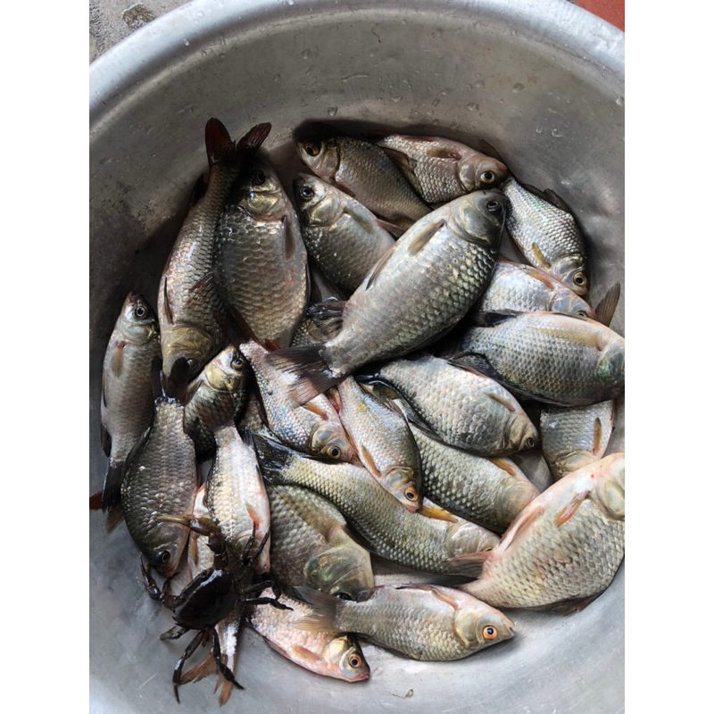 Mồi câu Tiến Luffy số 3: cá Diếc túi 1kg