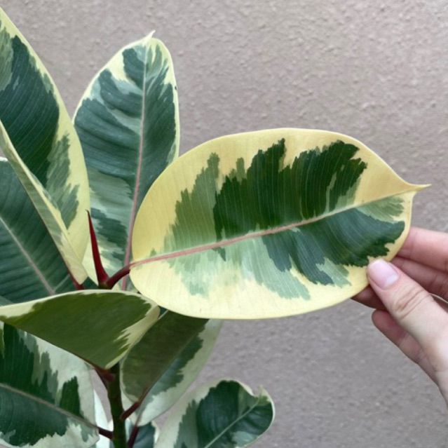 (Bán chạy) Cây Đa Cẩm Thạch - Ficus Elastica Var lá nhiều màu sắc