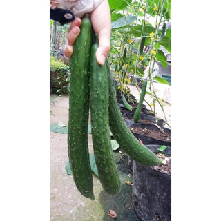 Hạt giống dưa chuột kiếm