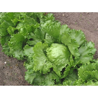 Hạt giống xà lách búp ice berg - 2000 hạt