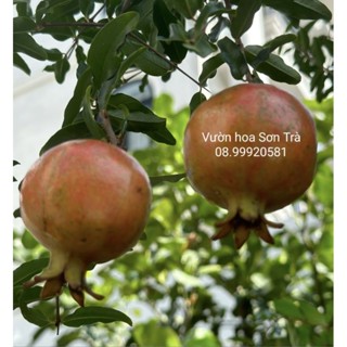 Cây LỰU ẤN ĐỘ, đang hoa trái.