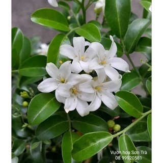 Cây hoa nguyệt quế thái, cây đang hoa, rất thơm.