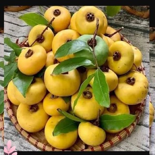 Cây Thị giống cho quả thơm ngon