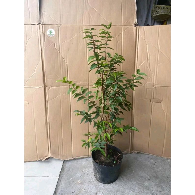 Nho Thân Gỗ tứ quý