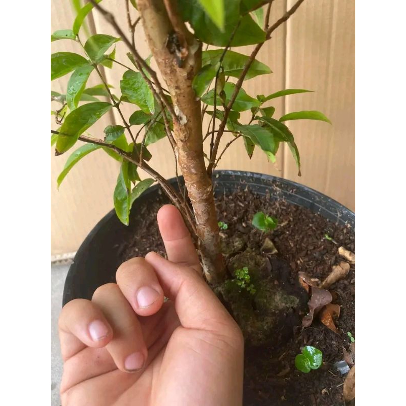 Nho Thân Gỗ tứ quý