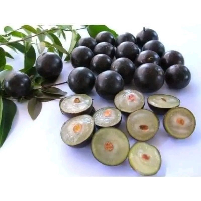 Nho Thân Gỗ tứ quý