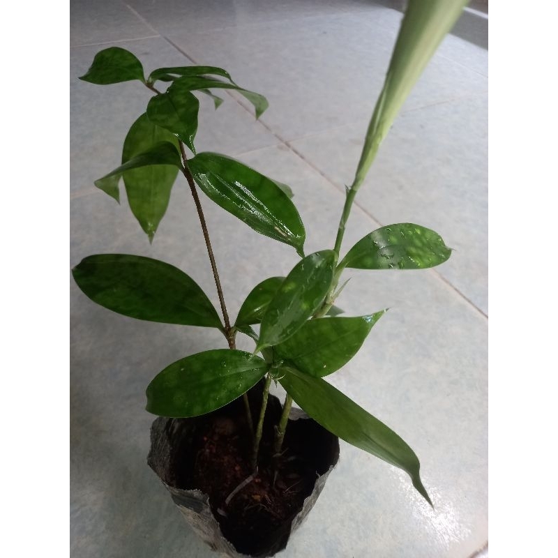 Cây trúc nhật.bầu rể đảm bảo như hình 2,3,4