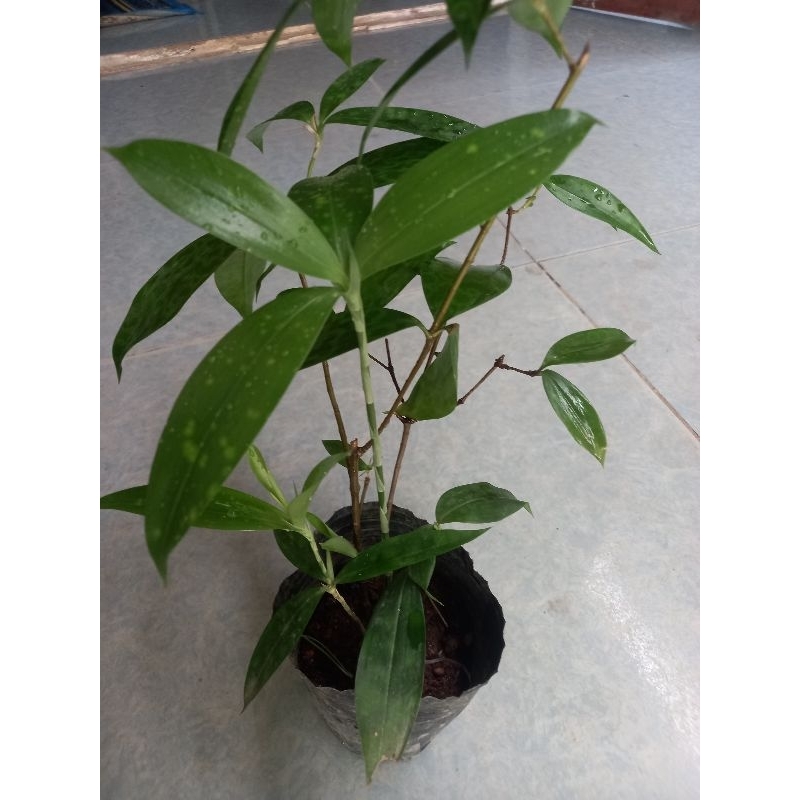 Cây trúc nhật.bầu rể đảm bảo như hình 2,3,4