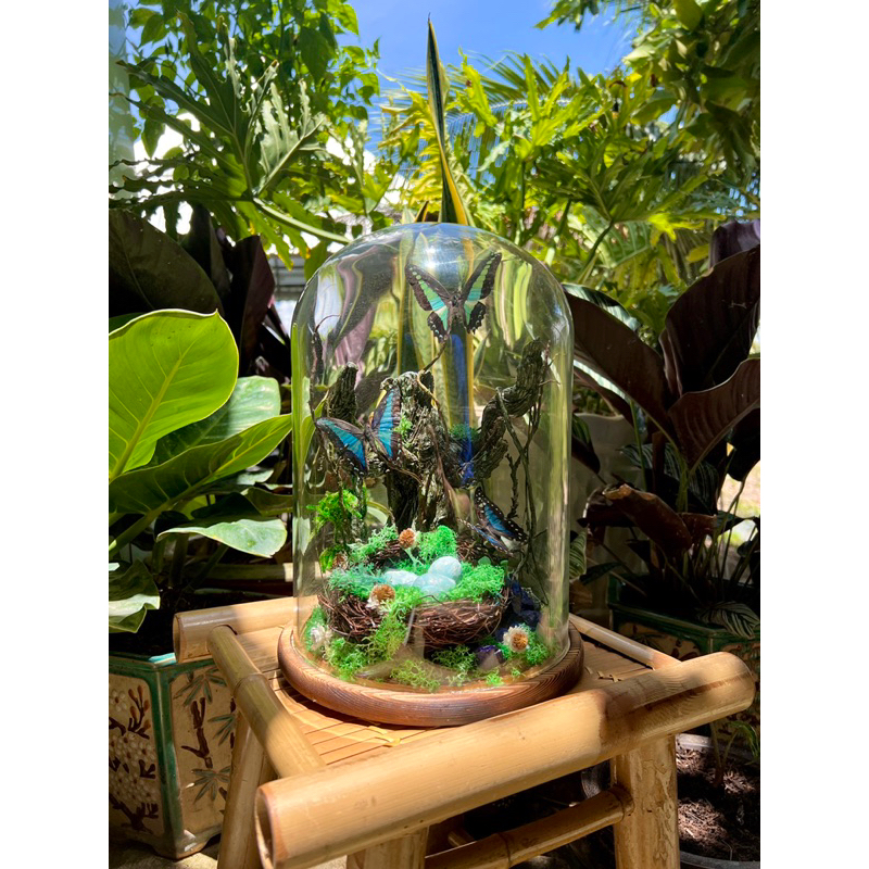 TIÊU BẢN : 3 bướm Graphium doson - Kèm Lồng Kính 20x30 cm
