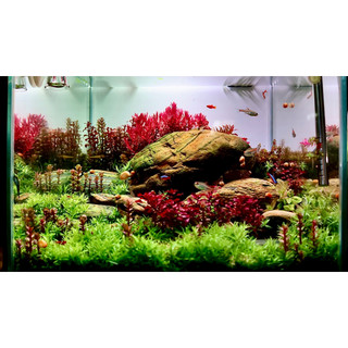 Tổng hợp cây thủy sinh giá rẻ - dễ trồng _ không co2