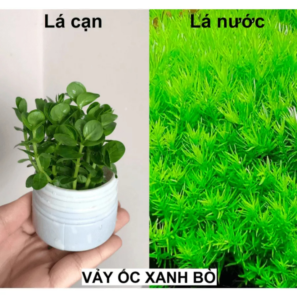 Rotala Xanh Bò