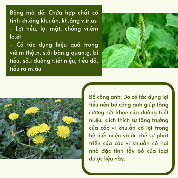 Trà Vi.êm Đường T.iết N.iệu, Giảm triệu ch.ứng vi.êm đường ti.ết ni.ệu, thanh lọc cơ thể, giảm tiểu đêm - Thiên Cát