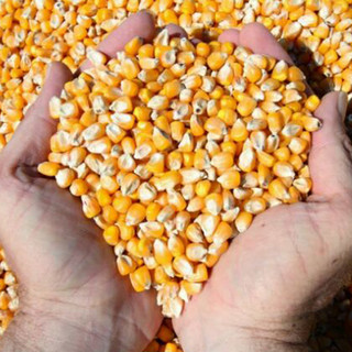Bắp Mỹ Nổ Rang Bơ Hình Bướm KING POP CORN