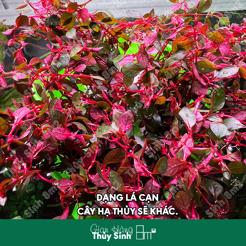 Tân Đế Tài Hồng | Cây Thủy Sinh KHÔNG CO2, Hậu Cảnh, Cắt Cắm | 8m2