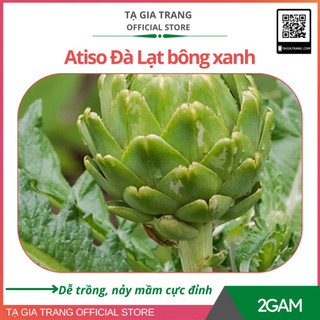 Hạt giống atiso xanh F1 cao sản