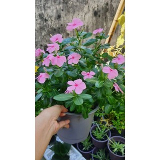 Chậu hoa dừa cạn, hoa sao nhái, lưỡi hổ lùn, hoa mười giờ - giao hỏa tốc