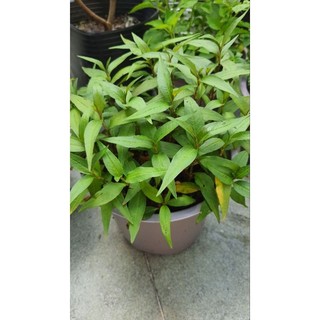 Chậu rau thơm, húng lũi, rau răm, ngò om, quế, dấp cá - shop quận 11 giao hỏa tốc
