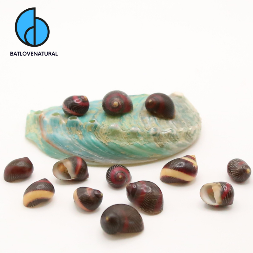Vỏ ốc Nerite Special Collections - Vỏ ốc mượn hồn baby - Vỏ ốc đẹp