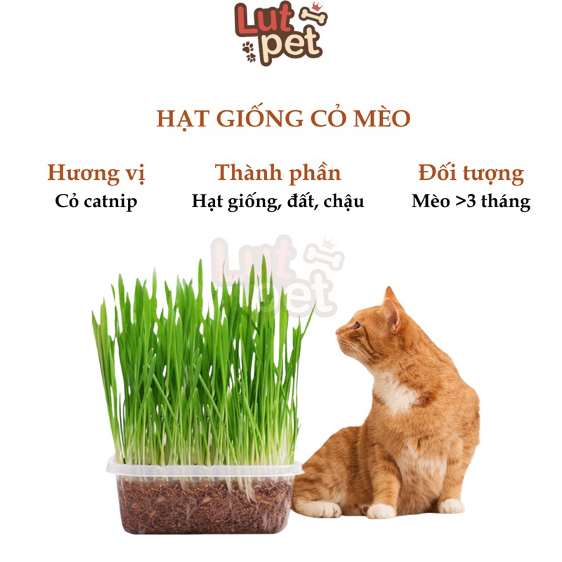 Cỏ mèo tươi, hạt giống cỏ mèo, catnip, lúa mạch hỗ trợ tiêu búi lông - lutpet