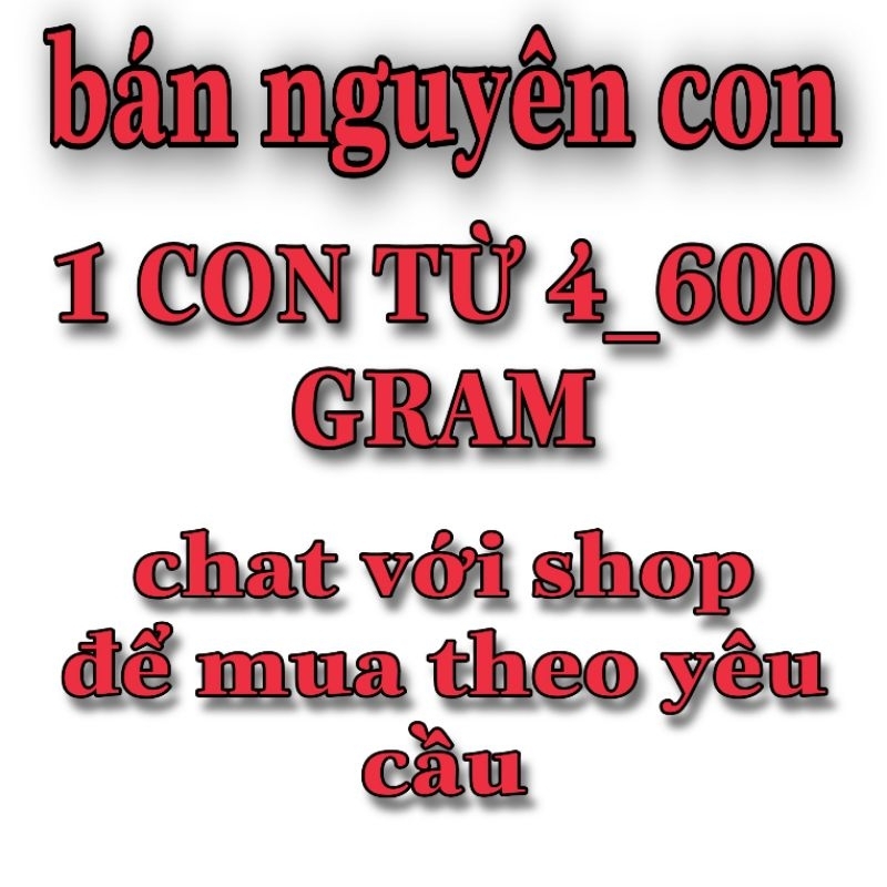 Khô cá sửu muối dùi bán nguyên con từ 400_800gram
