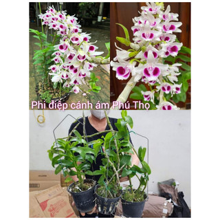Phi điệp cánh ám Phú Thọ