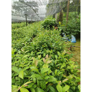 COM BO 10 CÂY GIỐNG XẠ ĐEN( tặng kèm phân bón)