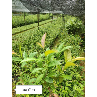 COM BO 10 CÂY GIỐNG XẠ ĐEN( tặng kèm phân bón)