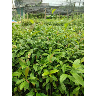 COM BO 10 CÂY GIỐNG XẠ ĐEN( tặng kèm phân bón)