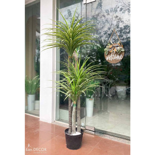 💥 Cây giả - Cây Phát Tài Núi 1 Thân trang trí nội thất phòng khách, văn phòng đẹp tự nhiên, giống hệt cây thật