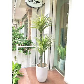 💥 Cây giả - Cây Phát Tài Núi 1 Thân trang trí nội thất phòng khách, văn phòng đẹp tự nhiên, giống hệt cây thật