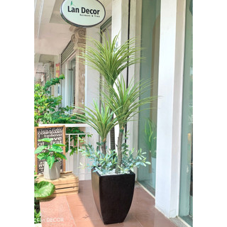 💥 Cây giả - Cây Phát Tài Núi 1 Thân trang trí nội thất phòng khách, văn phòng đẹp tự nhiên, giống hệt cây thật