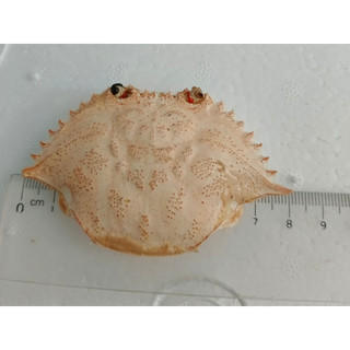Hơn 250 cái mai ghẹ size 6-8cm chỉ 100.000đ
