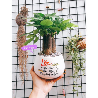 Chậu Cây Kim Ngân để bàn vẽ thư pháp