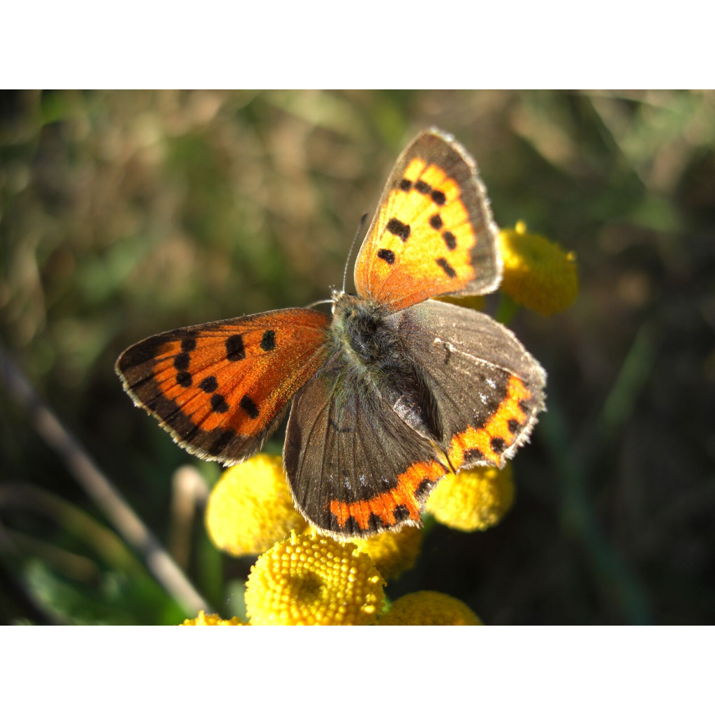 Casio Exilim Ex-z1200