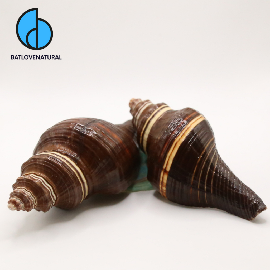 Vỏ ốc Pugilina - Vỏ ốc mượn hồn - Vỏ ốc trang trí nhiều kích thước nhỏ vừa lớn