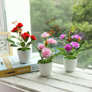 Chậu cây hoa hồng nhiều màu sắc - chậu nhựa trắng decor trang trí nhà cửa